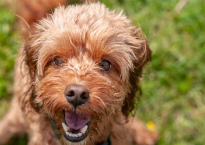 dog walking a cockapoo