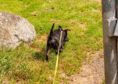 miniature schnauzer on an extendable dog lead