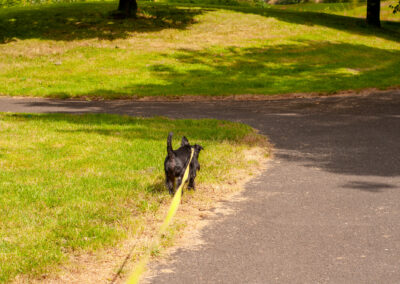 miniature schnauzer nose to the ground