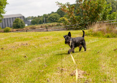 black miniature schnauzer on grass