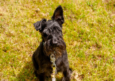 black miniature schnauzer sitting on grass