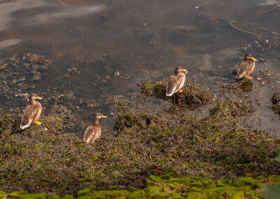 4 ducks resting on rocks at the river's edge