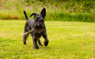 Black miniature schnauzer walking on grass