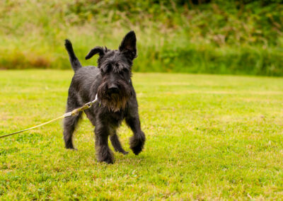 Black miniature schnauzer walking on grass