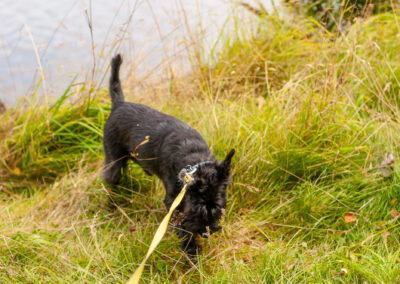 black miniature schnauzer smelling grass at the river's edge