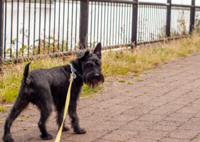 miniature schnauzer looking back