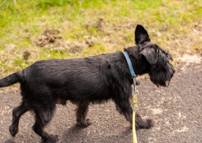 walking a black miniature schnauzer on lead