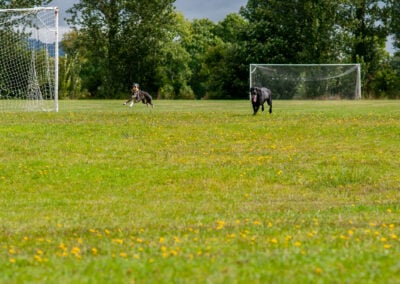 whippet and black labrador running at parklea playing fields