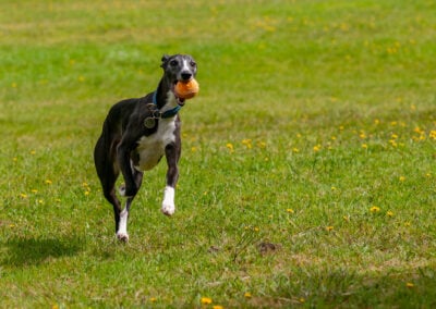 black and white whippet with ball in mouth