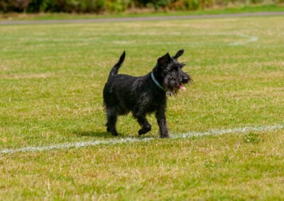 black schnauzer