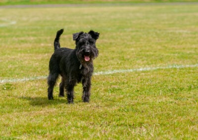 a happy miniature schnauzer