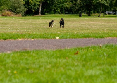 two dogs running after the same ball
