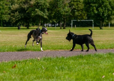 three dogs in a park
