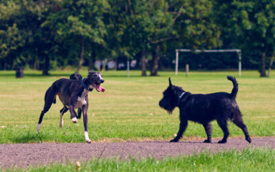 dogs running on the football pitches of parklea in port glasgow