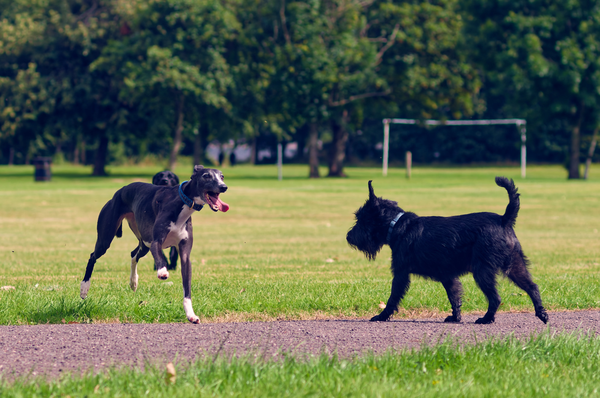 _BDW3651_DxO1 dogs running on the football pitches of parklea in port glasgow