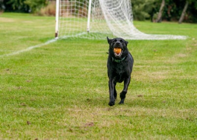 black working labrador with ball