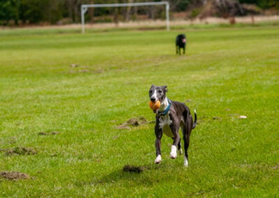 black and white whippet running