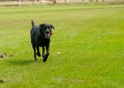 happy black labrador