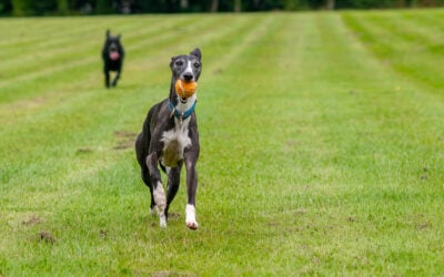 dog walking a whippet