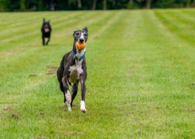 dog walking a whippet