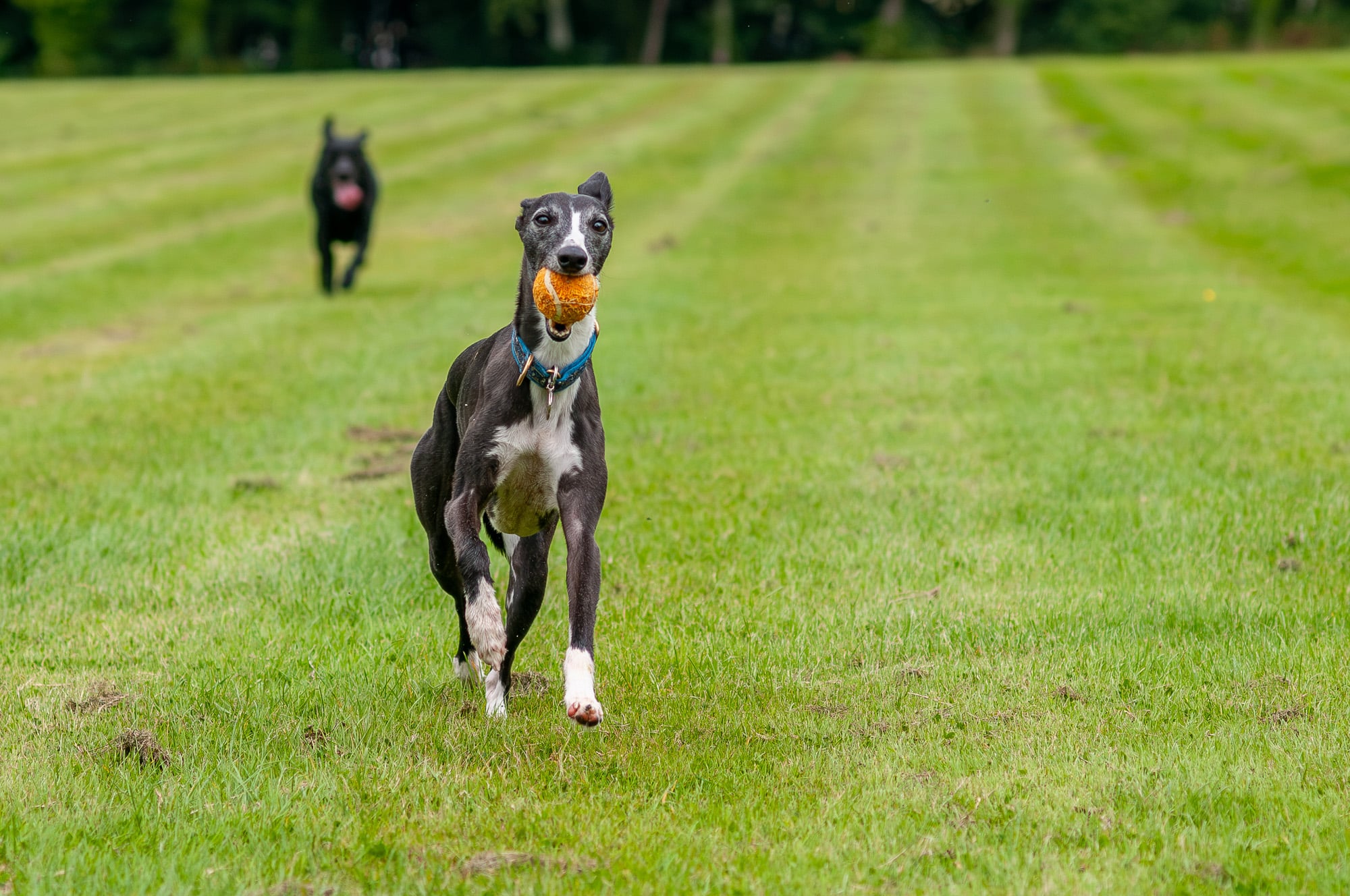 dog walking a whippet