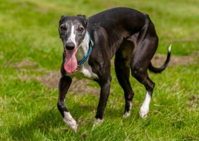 black and white whippet on grass