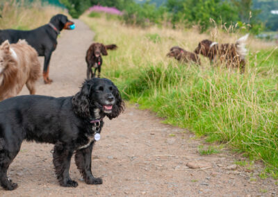 pack of dogs at boden boo