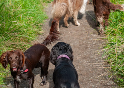 walking a pack of dogs on a overgrown trail