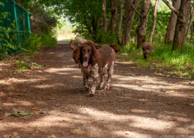 dogs under the cover of trees