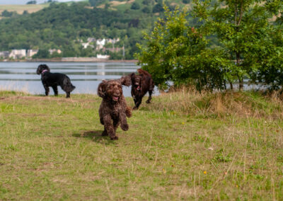 dogs chasing each other on a hot day