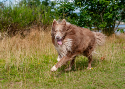 lilac border collie running