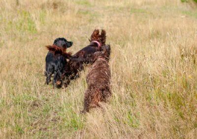 dogs running on dried out grass