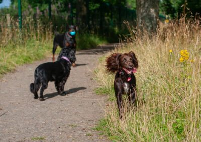 three dogs out on a hot day