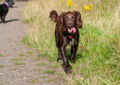brown working cocker spaniel with tongue out