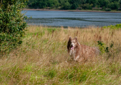 lilac border collie in long grass