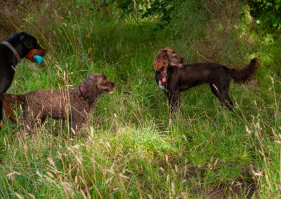 3 dogs under the cover of a large tree on a sunny day