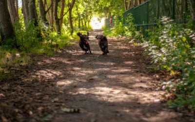 dogs running on a narrow path under a canopy of trees