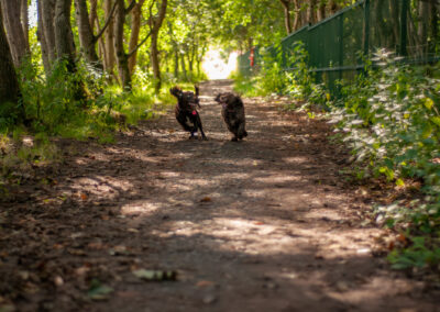 dogs running on a narrow path under a canopy of trees