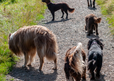 pack of dogs on a path