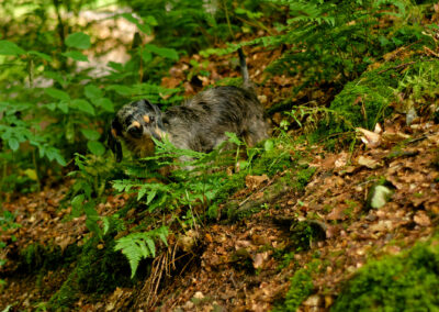 dachshund smelling a fern