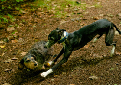 dachshund and whippet playing in a wood