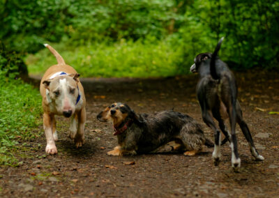 dog walking in finlaystone