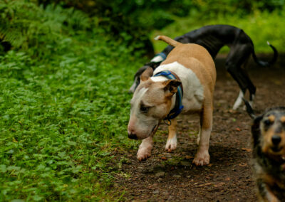 old bull terrier