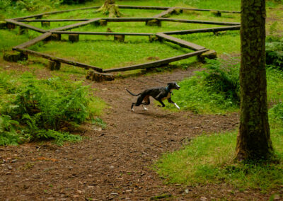 whippet having a run in finlaystone