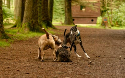 three dogs playing on a woodland path
