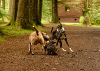 three dogs playing on a woodland path