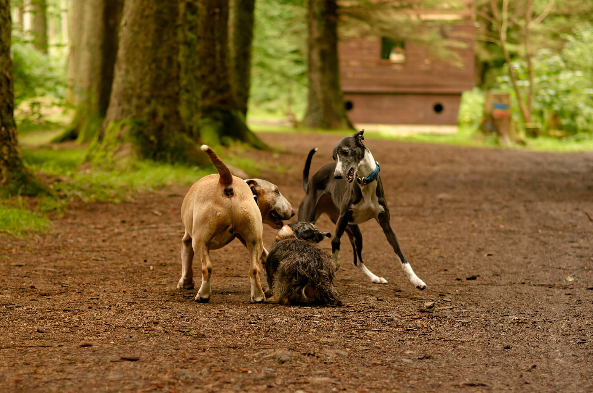 three dogs playing on a woodland path
