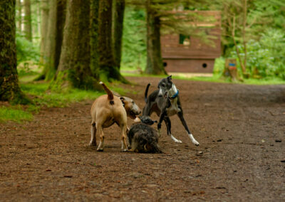 3 dogs playing in a wood