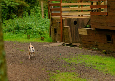 dog next to pirate ship in finlaystone