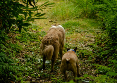 finlaystone trails